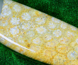 Steak knife, fossil coral gemstone photo magnification over 6x of agate fossil coral from Miocene 