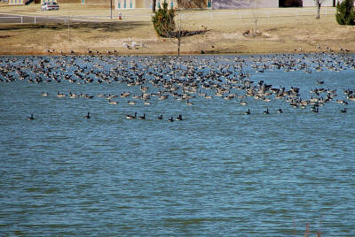 Pond Canada Geese